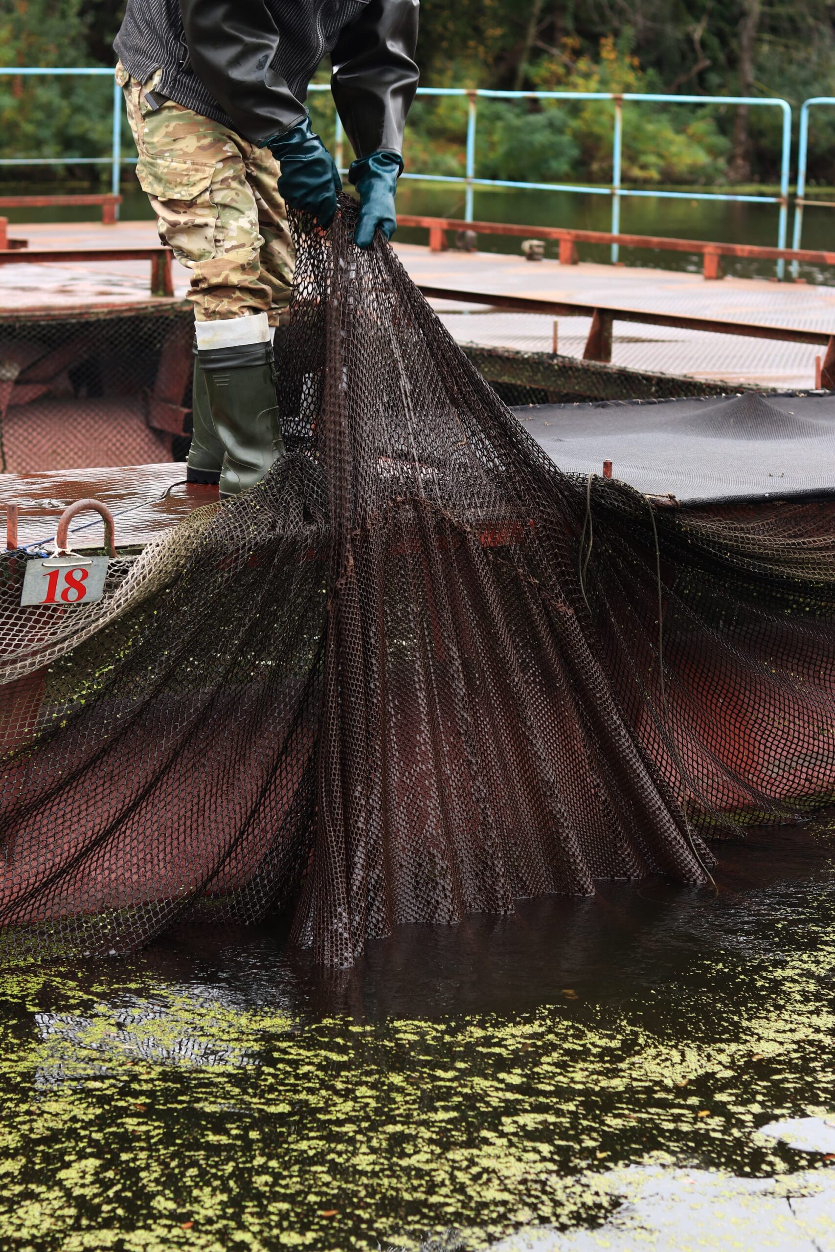 Cresterea sturionilor in bazine de ferma piscicola pentru productie de caviar