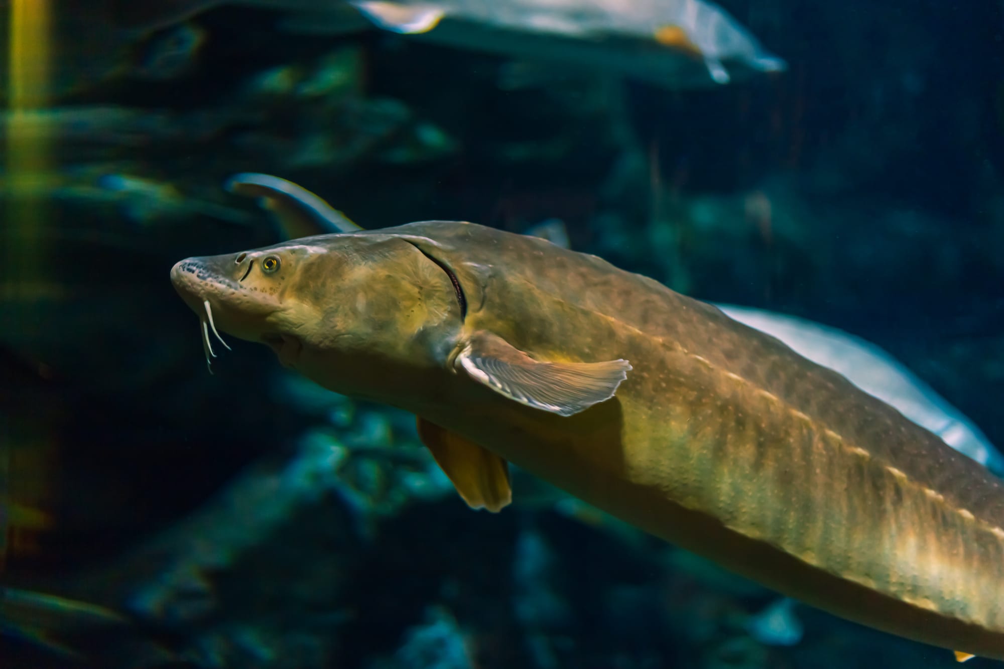 Sturion in habitatul sau natural, mustati vizibile langa gura
